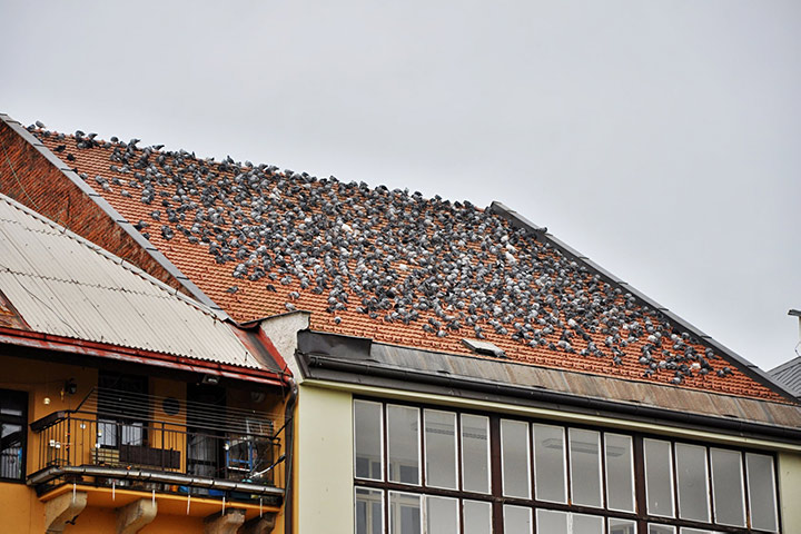 A2B Pest Control are able to install spikes to deter birds from roofs in Sheffield. 