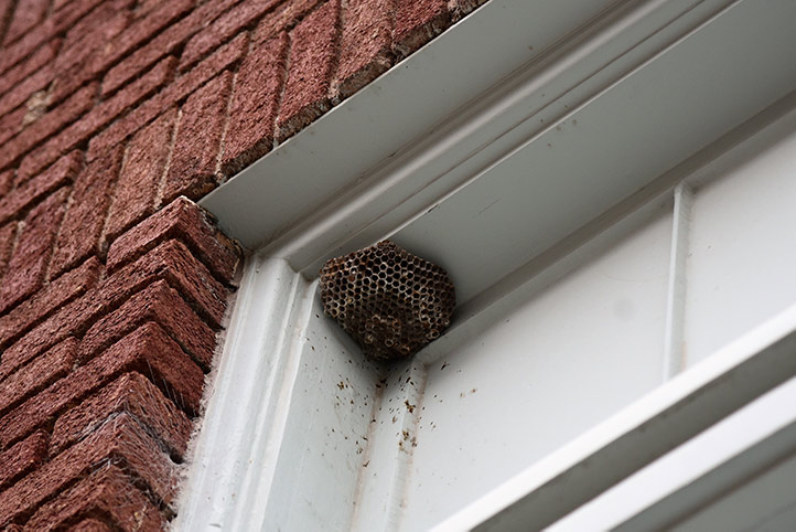 We provide a wasp nest removal service for domestic and commercial properties in Sheffield.